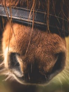 Preview wallpaper horse, nose, close-up