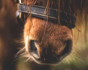 Preview wallpaper horse, nose, close-up