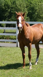 Preview wallpaper horse, paddock, grass, fence