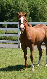 Preview wallpaper horse, paddock, grass, fence