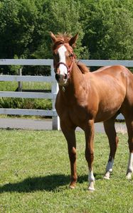 Preview wallpaper horse, paddock, grass, fence