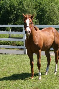 Preview wallpaper horse, paddock, grass, fence