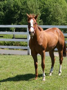 Preview wallpaper horse, paddock, grass, fence