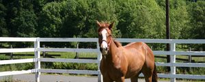 Preview wallpaper horse, paddock, grass, fence