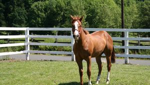 Preview wallpaper horse, paddock, grass, fence