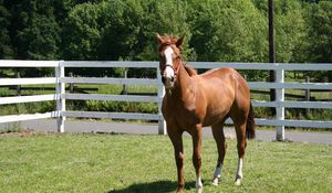 Preview wallpaper horse, paddock, grass, fence