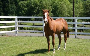 Preview wallpaper horse, paddock, grass, fence