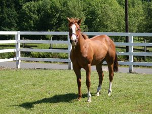 Preview wallpaper horse, paddock, grass, fence