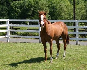 Preview wallpaper horse, paddock, grass, fence