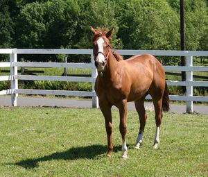 Preview wallpaper horse, paddock, grass, fence