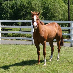 Preview wallpaper horse, paddock, grass, fence