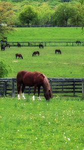 Preview wallpaper horse, paddock, grass, trees