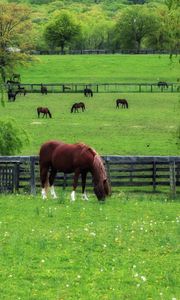 Preview wallpaper horse, paddock, grass, trees