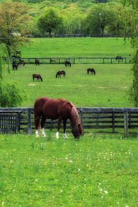 Preview wallpaper horse, paddock, grass, trees