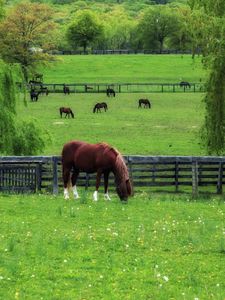 Preview wallpaper horse, paddock, grass, trees