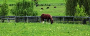 Preview wallpaper horse, paddock, grass, trees