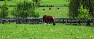 Preview wallpaper horse, paddock, grass, trees