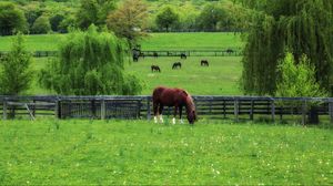 Preview wallpaper horse, paddock, grass, trees