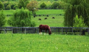 Preview wallpaper horse, paddock, grass, trees