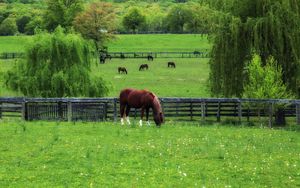 Preview wallpaper horse, paddock, grass, trees