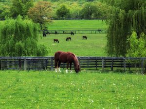 Preview wallpaper horse, paddock, grass, trees