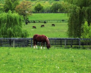 Preview wallpaper horse, paddock, grass, trees