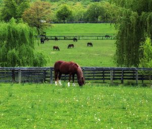 Preview wallpaper horse, paddock, grass, trees