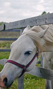 Preview wallpaper horse, paddock, grass, face