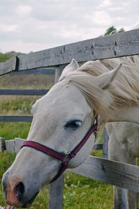 Preview wallpaper horse, paddock, grass, face