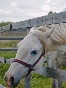 Preview wallpaper horse, paddock, grass, face