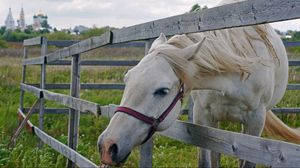 Preview wallpaper horse, paddock, grass, face