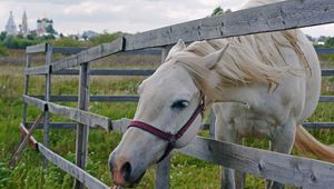 Preview wallpaper horse, paddock, grass, face