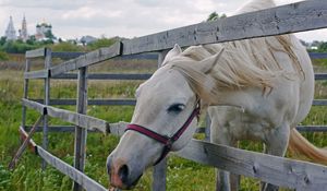 Preview wallpaper horse, paddock, grass, face