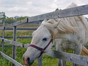 Preview wallpaper horse, paddock, grass, face