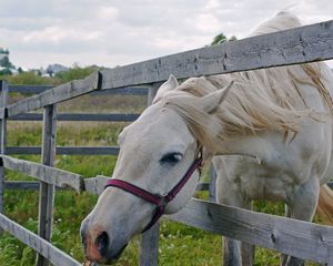 Preview wallpaper horse, paddock, grass, face