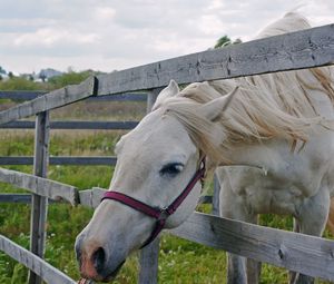 Preview wallpaper horse, paddock, grass, face