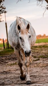 Preview wallpaper horse, paddock, walking