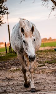 Preview wallpaper horse, paddock, walking