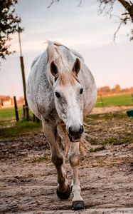 Preview wallpaper horse, paddock, walking