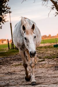 Preview wallpaper horse, paddock, walking