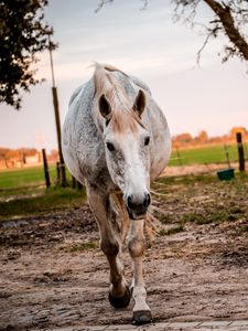 Preview wallpaper horse, paddock, walking