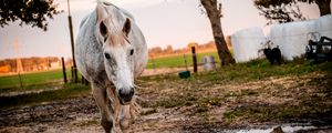 Preview wallpaper horse, paddock, walking