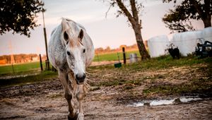 Preview wallpaper horse, paddock, walking