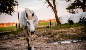 Preview wallpaper horse, paddock, walking