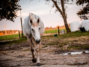Preview wallpaper horse, paddock, walking