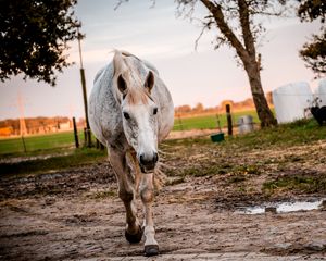 Preview wallpaper horse, paddock, walking