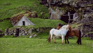 Preview wallpaper horse, pasture, farm, grass, structure