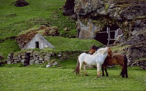 Preview wallpaper horse, pasture, farm, grass, structure