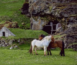 Preview wallpaper horse, pasture, farm, grass, structure
