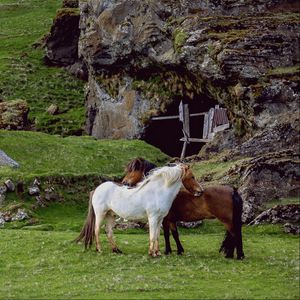 Preview wallpaper horse, pasture, farm, grass, structure